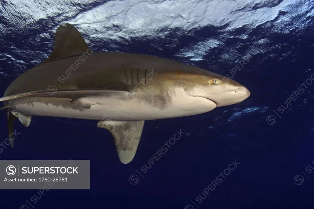 Hawaii, Big Island, Oceanic whitetip shark (Carcharhinus longimanus) in open ocean
