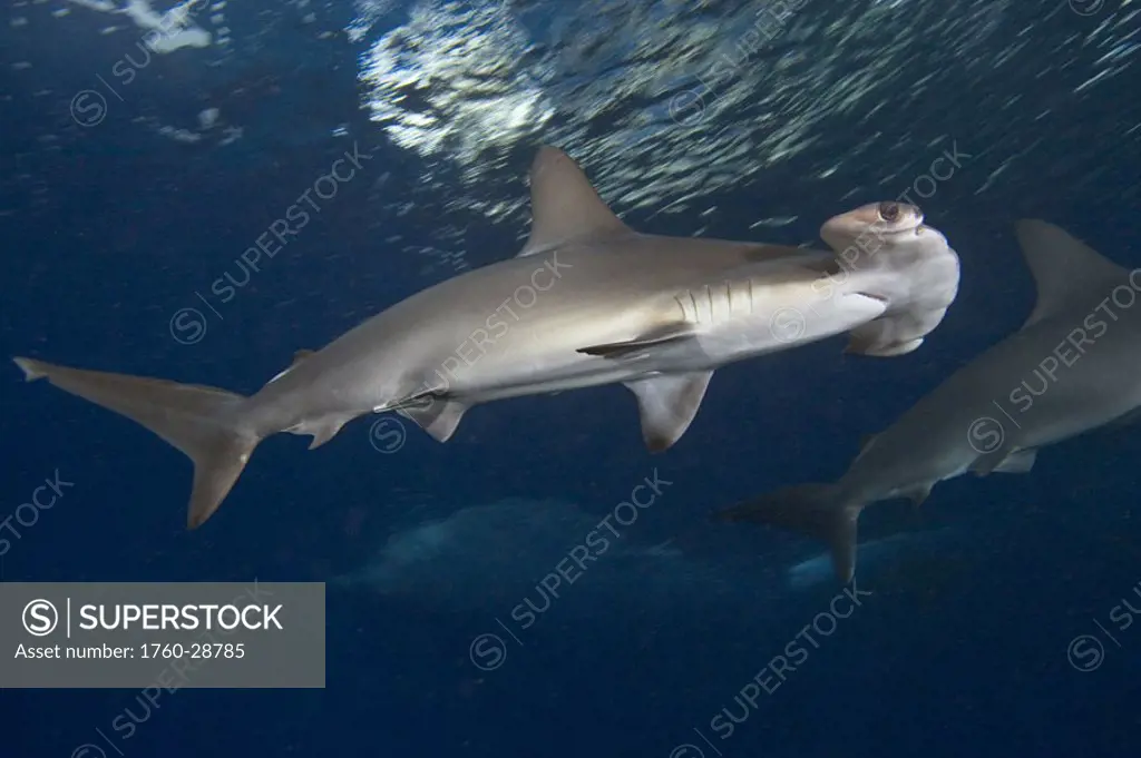 Hawaii, Scalloped hammerhead shark (Sphyrna lewini)