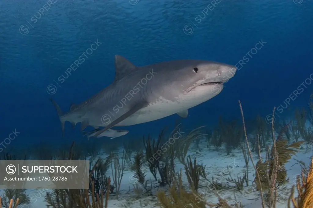 Caribbean, Bahamas, Little Bahama Bank, 14 foot tiger shark Galeocerdo cuvier, near seafloor with vegetation