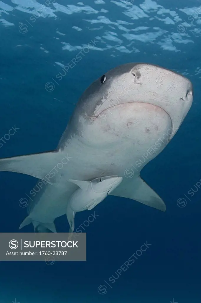 Caribbean, Bahamas, Little Bahama Bank, 14 foot tiger shark Galeocerdo cuvier, with remora
