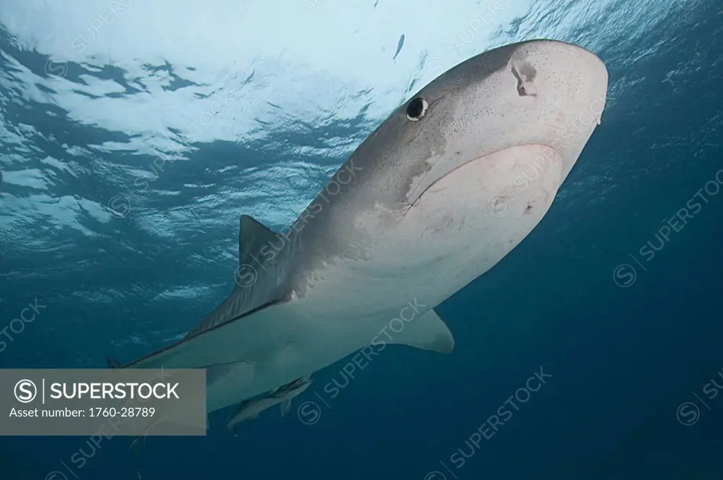 Caribbean, Bahamas, Little Bahama Bank, 14 foot tiger shark Galeocerdo cuvier, with remora