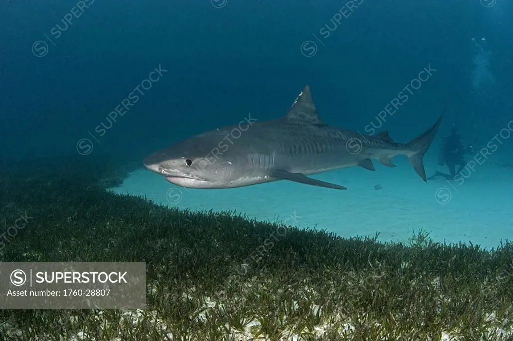 Caribbean, Bahamas, Little Bahama Bank, 14 foot tiger shark Galeocerdo cuvier, diver in background