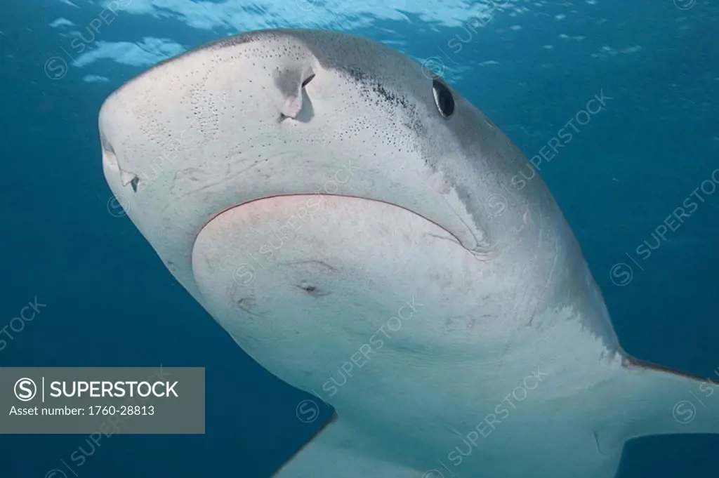 Caribbean, Bahamas, Little Bahama Bank, 14 foot tiger shark Galeocerdo cuvier