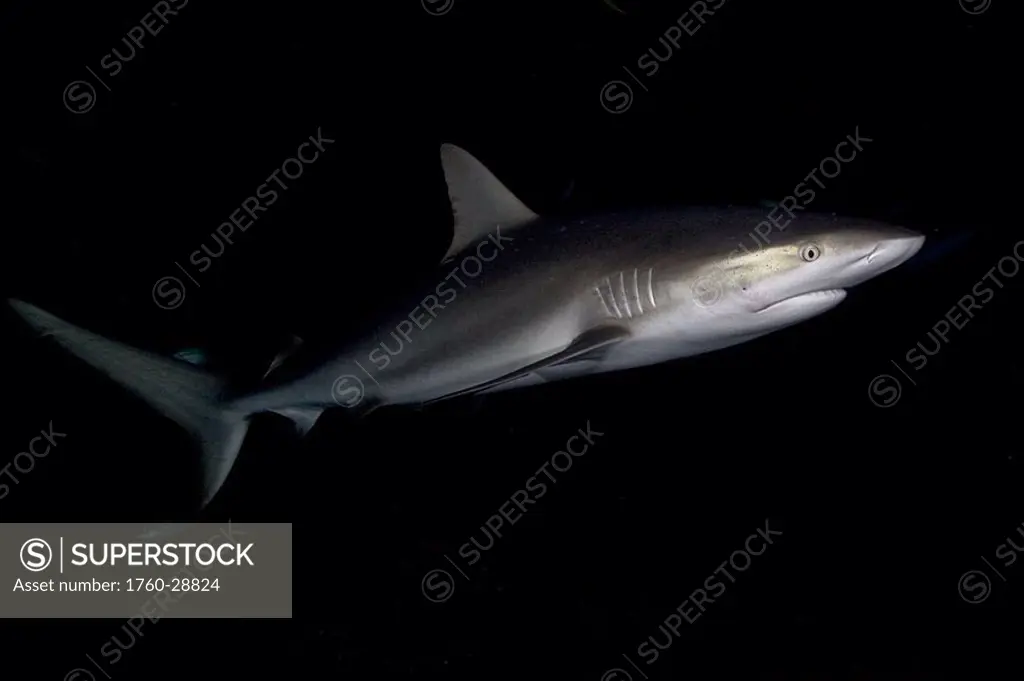 Caribbean, Bahamas, Caribbean Reef Sharks Carcharhinus perezi in dark water