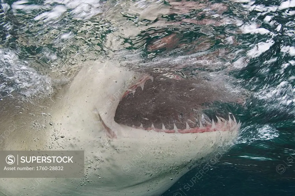 Caribbean, Bahamas, Little Bahama Bank, Lemon Shark Negaprion brevirostris close-up near surface, mouth open