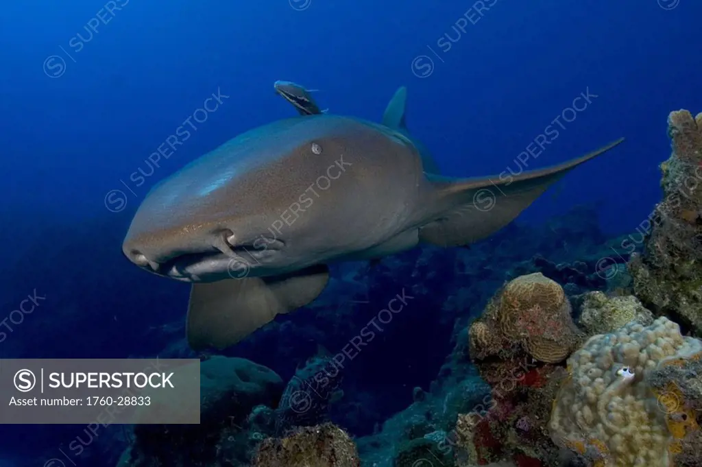 Caribbean, Bahamas, Little Bahama Bank, Nurse Shark Nebrius ferrugineus over coral reef