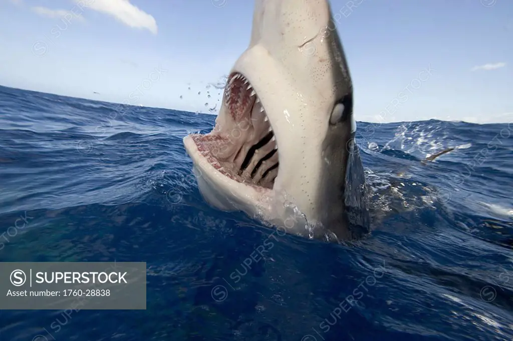 Hawaii, galapagos shark Carcharhinus galapagensis mouth open at surface