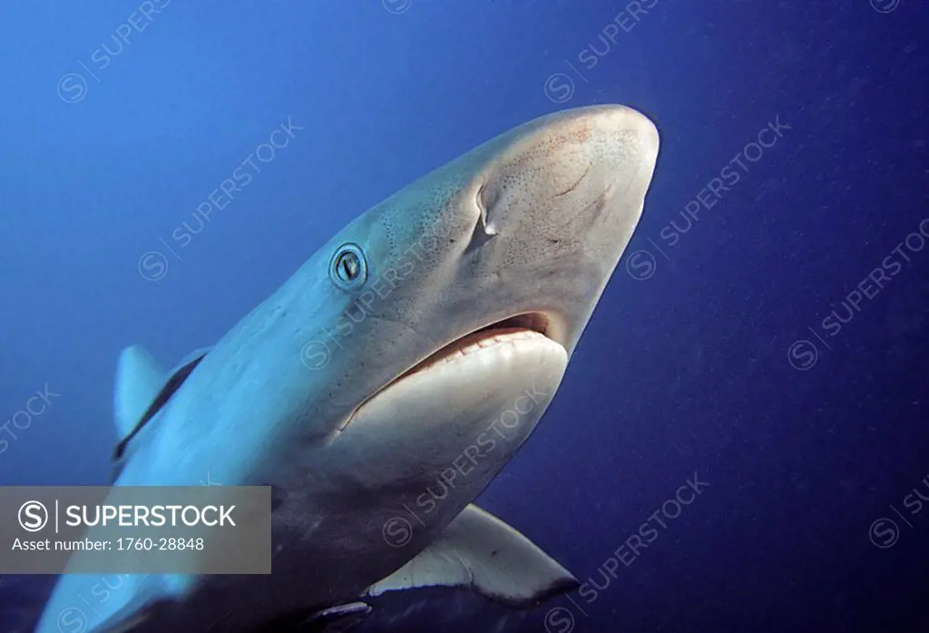 Fiji, Gray reef shark Carcharhinus amblyrhynchos