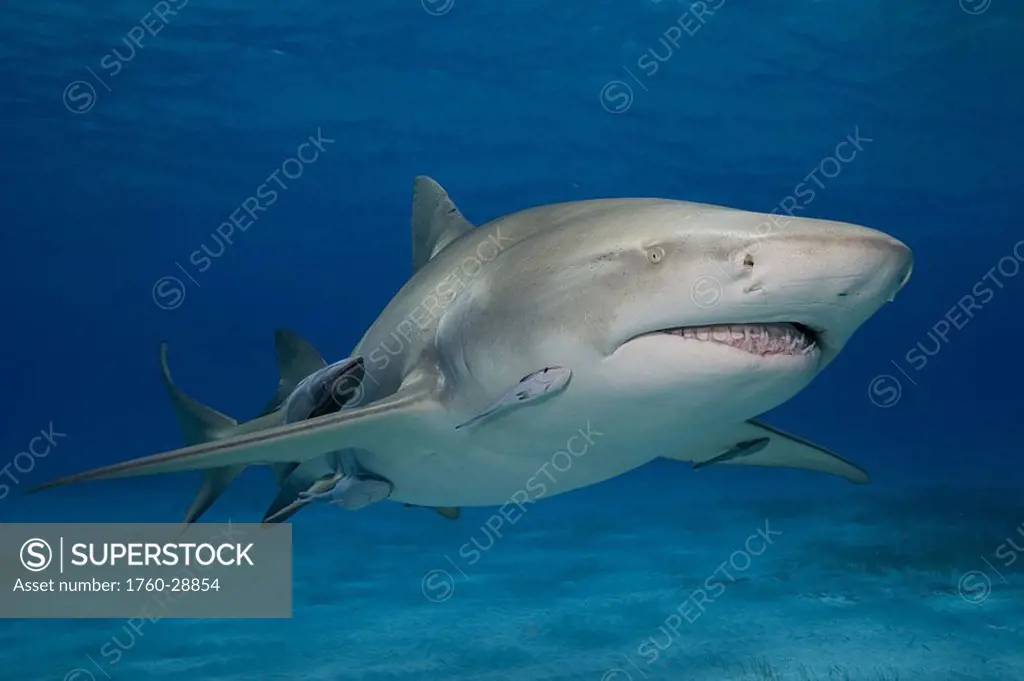 Bahamas, Little Bahama Bank, lemon shark Negaprion brevirostris