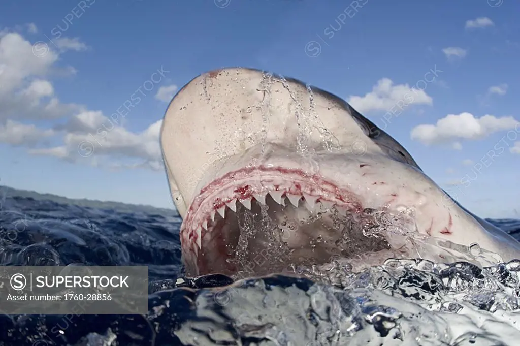 Hawaii, Oahu, North Shore, Galapagos shark showing teeth at surface