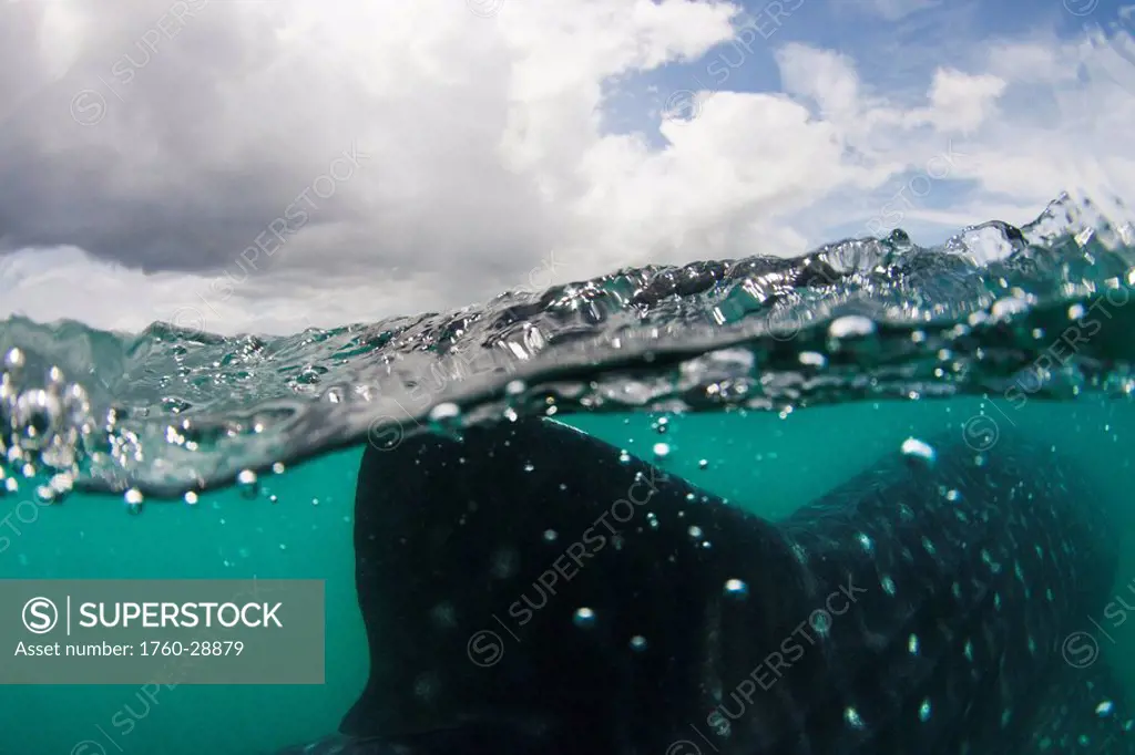 Philippines, Whale Shark Rhiniodon typusfin reaching the surface.