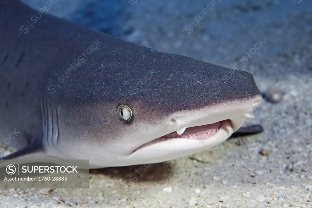 Hawaii, Whitetip reef shark triaenodon obesus, close_up of head area.