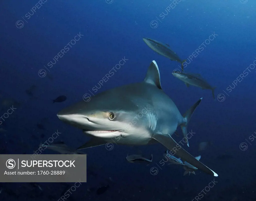 Fiji, Bega Lagoon, A close encounter with a silvertip shark Carcharhinus albimarginatus.