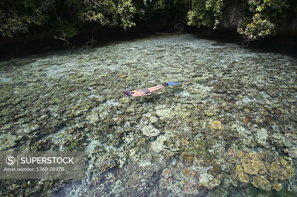 Micronesia, Palau, Rock Island, Woman snorkels over pristine coral gardens