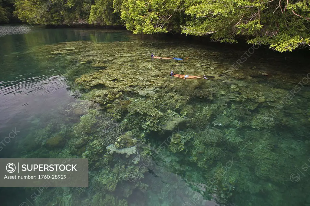 Micronesia, Palau, Rock Island, Women snorkel over pristine coral gardens