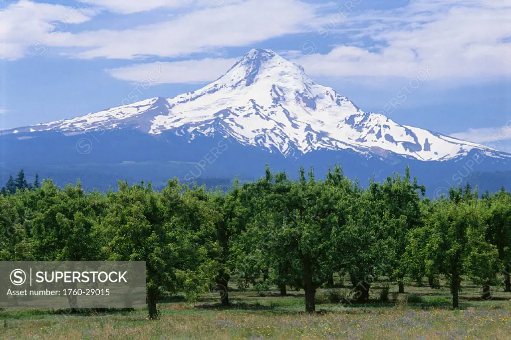 OR, Hood River Valley, Mt. Hood snow-capped with pear tree orchard foreground