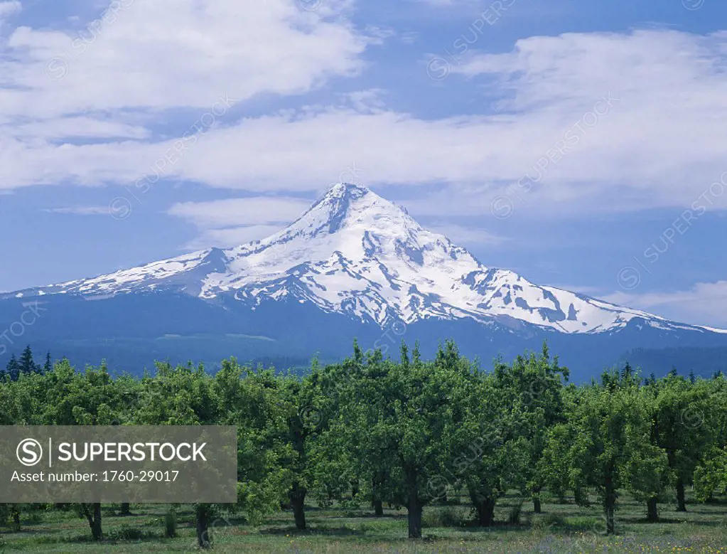 Oregon, Hood River Valley, Mt.Hood in bkgd w/ pear tree orchard in foreground