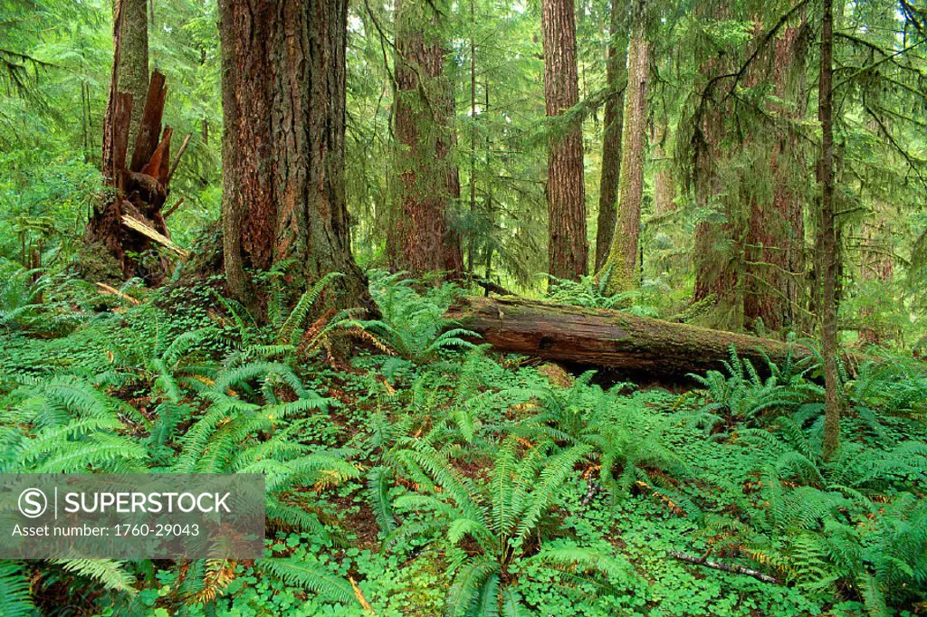 WA, Olympic National Forest, Quinault District, Trees & ferns along bed