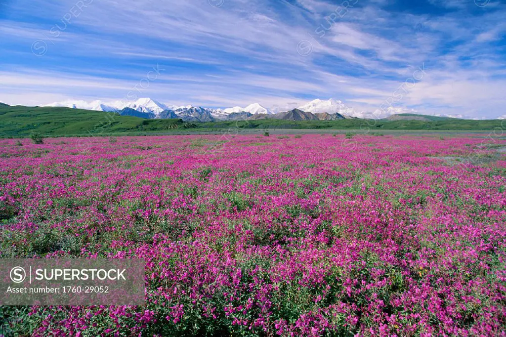Alaska, Denali National Park, view of large field of pink fireweed flowers, blue sky