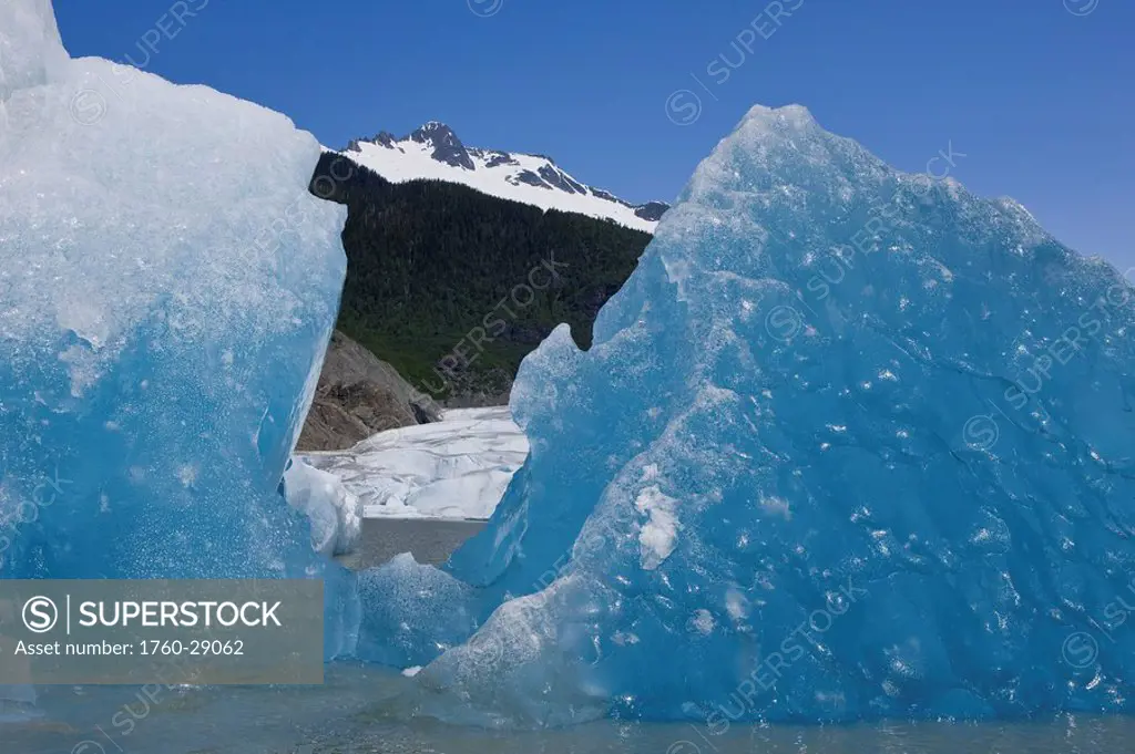 Tongass Forest, Alaska, Recently calved from the terminus of Mendenhall Glacier in Mendenhall Lake, an iceberg reveals the blue ice glaciers are so we...