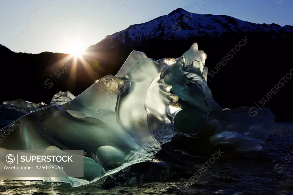 Tongass Forest, Alaska, Recently calved from the terminus of Mendenhall Glacier in Mendenhall Lake, an iceberg transmits the light from the setting su...