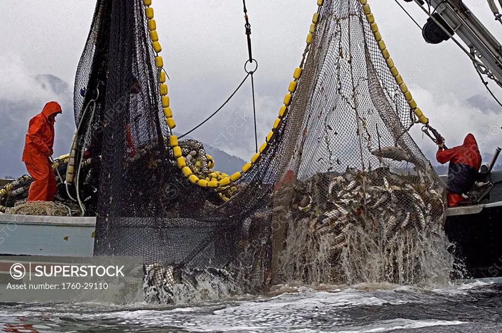 Alaska, Sitka, commercial seine fisherman loading aboard a net full of chum and pink salmon