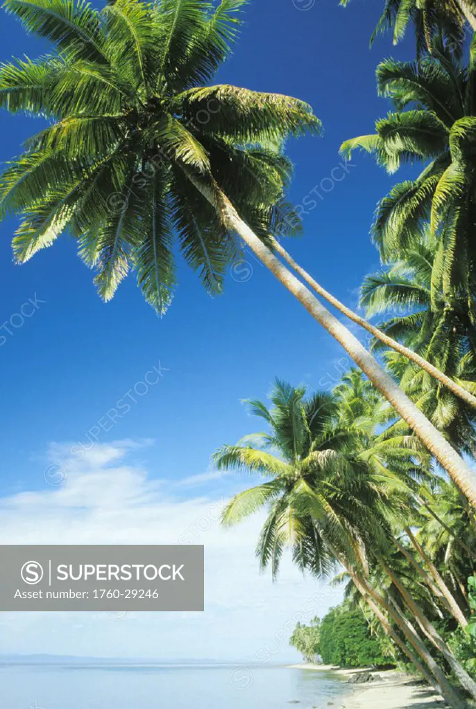 Fiji, Vanua Levu, Coconut Palms along shore of a tropical beach.