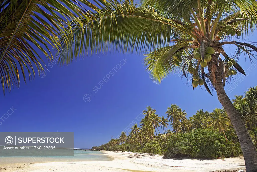 Fiji, Viti Levu, Coral Coast, coastline with white sandy beach and palm trees, turquoise ocean, blue sky