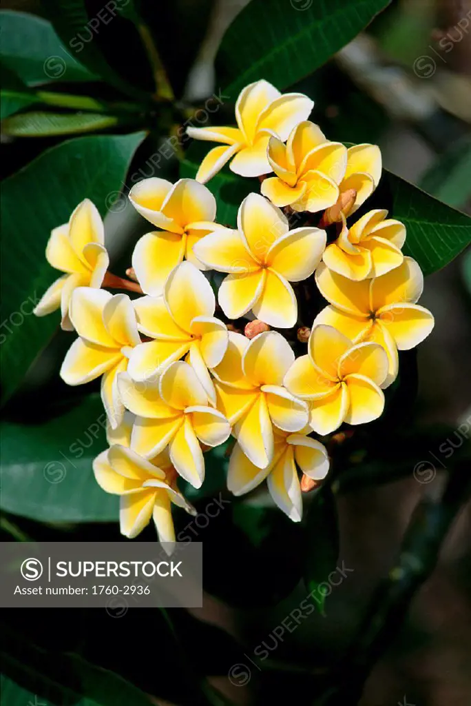 Yellow plumeria flowers blossoms aka frangipani, pua melia on tree A23G