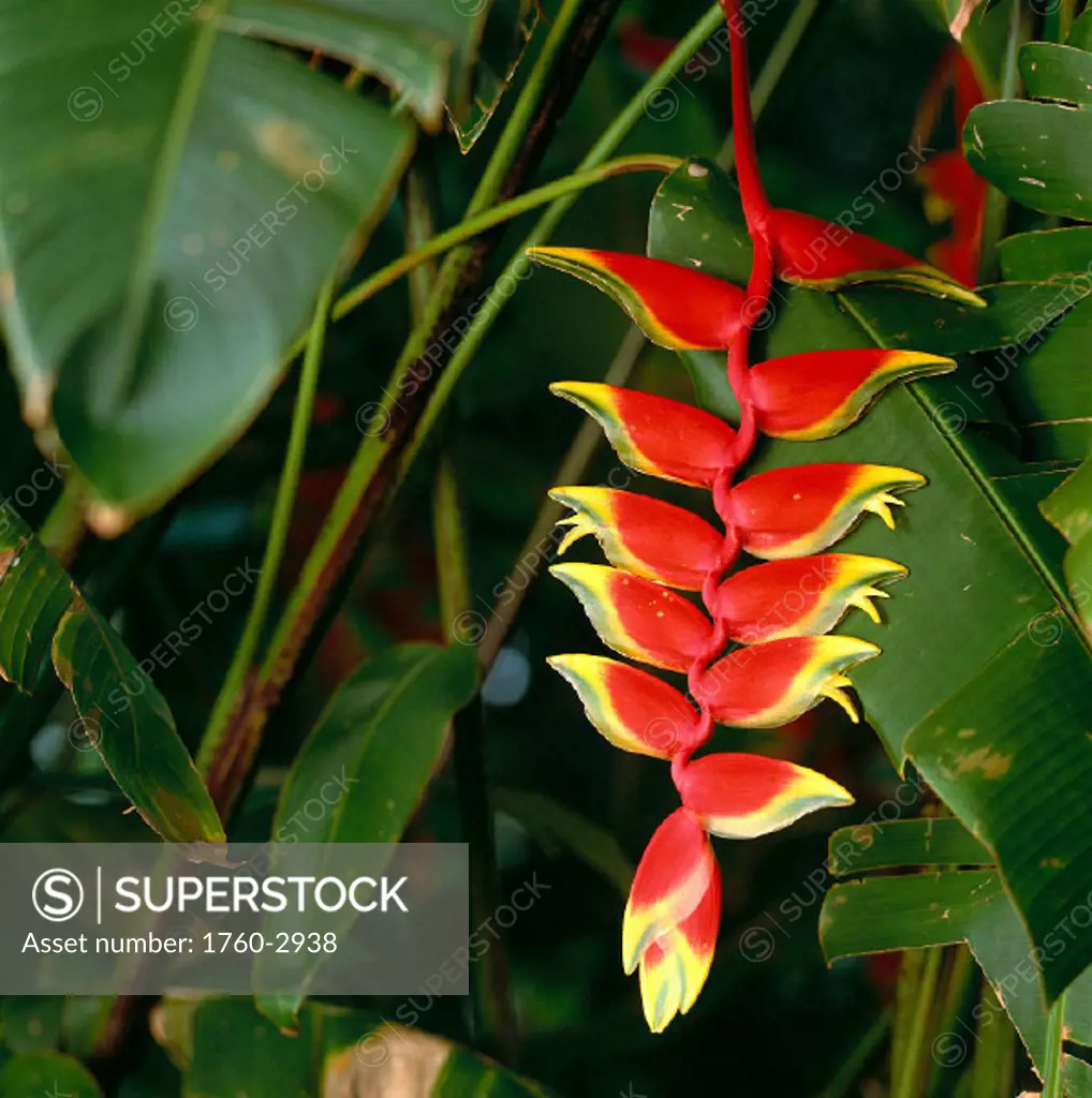 Hawaii, Tropical plant red heliconia hanging on plant, nature A22G