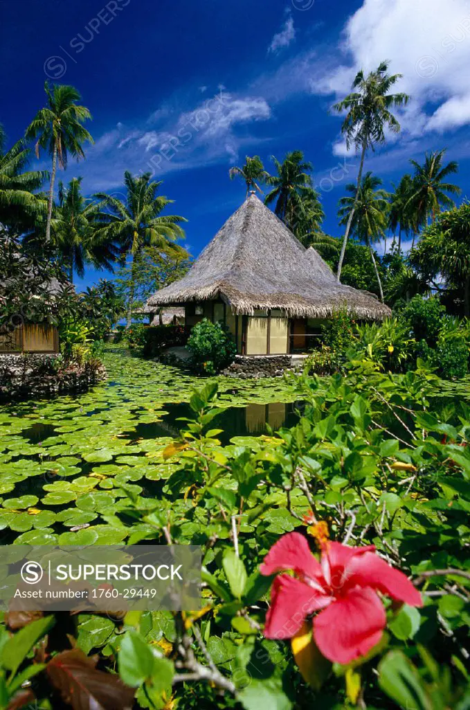 Tahiti, Bali Hai Hotel, red hibiscus & lily pads fore- ground, thatched huts B1694
