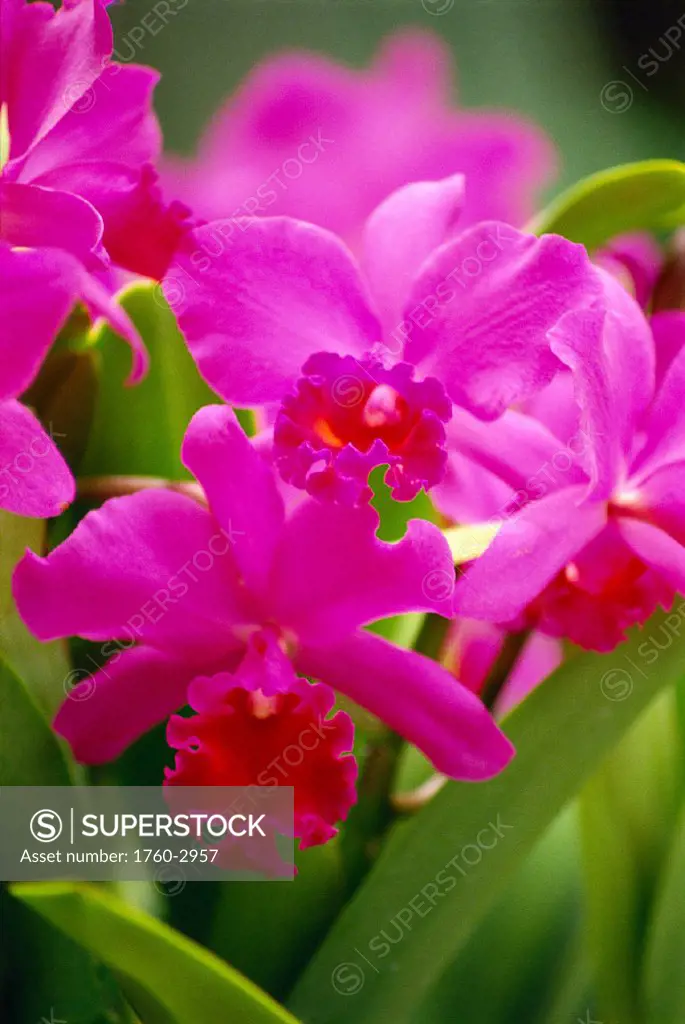 Pink Cattleya Orchids B1594