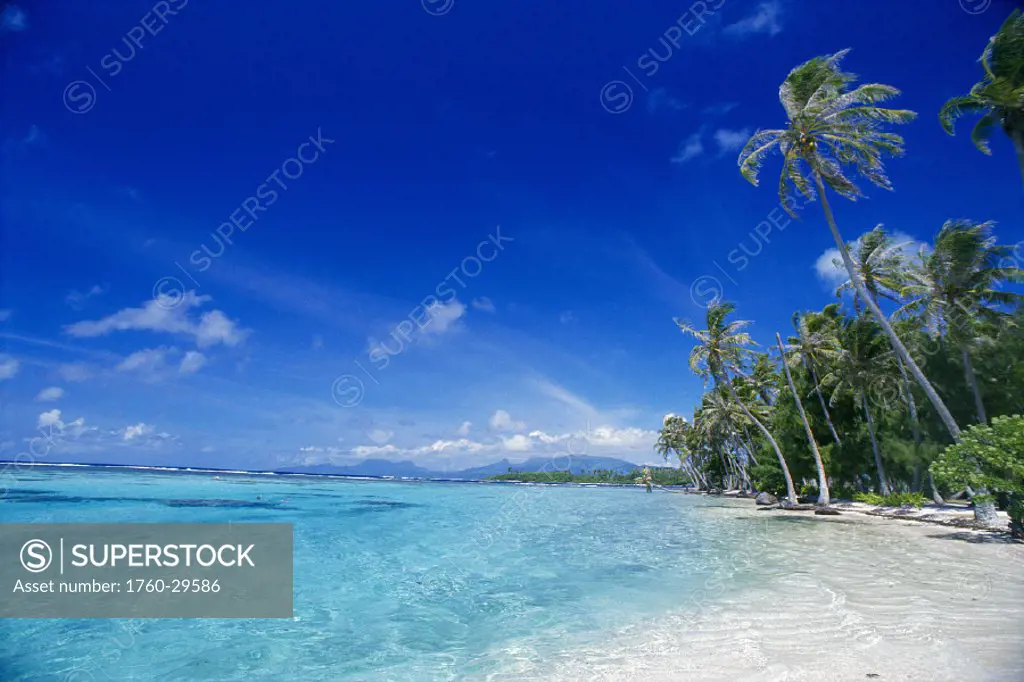 French Polynesia, Raiatea, Beautiful white sand beach lined w/ palms, turquoise ocean and blue skies