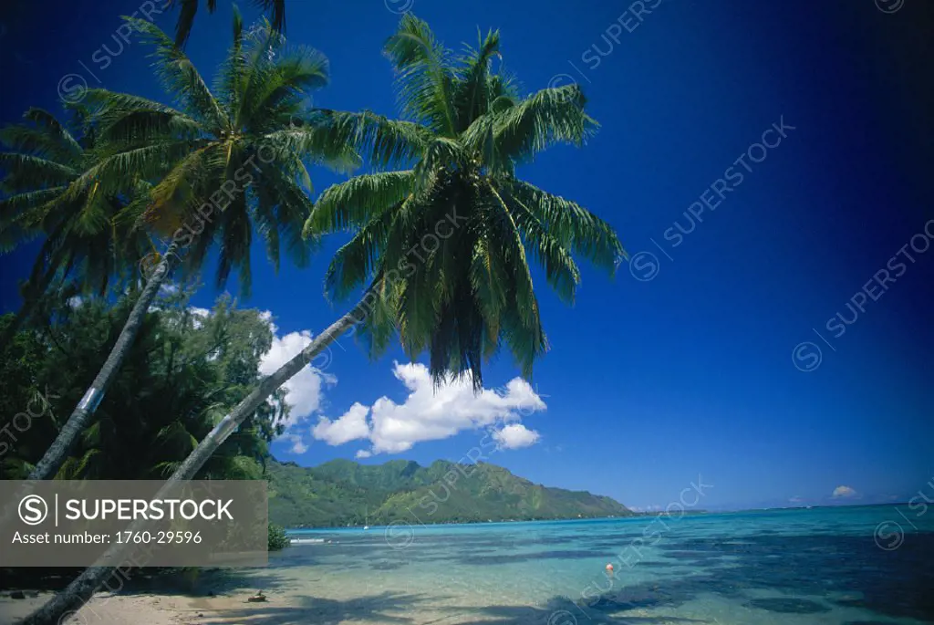 French Polynesia, Tahiti, Moorea coastal scenic with palm trees, ocean & blue sky