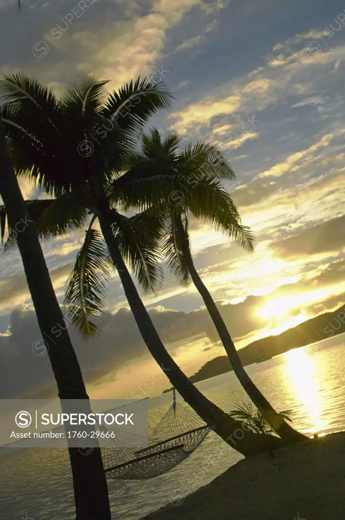 French Polynesia, Hammock tied between palm trees next to ocean at sunset