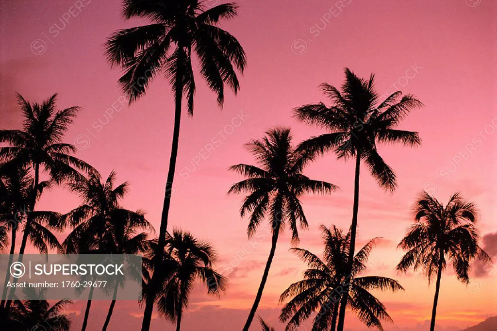 FP, Tahiti, Papeete, Palm trees silhouetted against pink orange skies