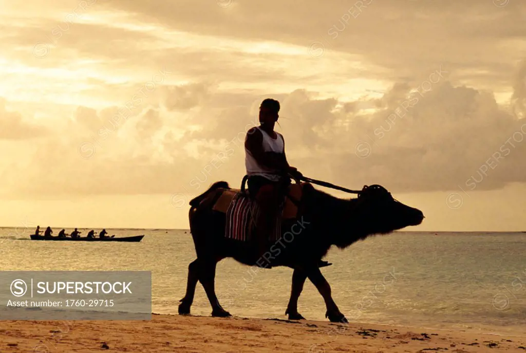 Guam, Tumon Bay, Local man rides carabao on beach along shoreline at sunset