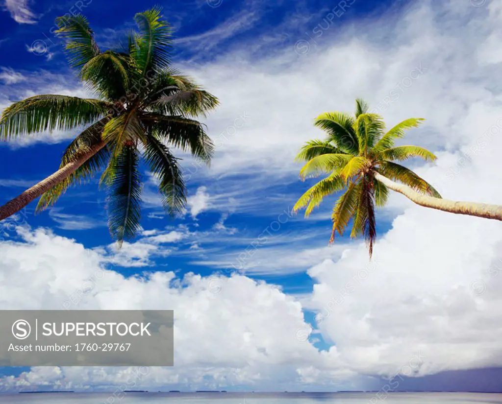 Micronesia, Marshall Islands, Majuro atoll, two coconut trees lean over lagoon, blue sky and clouds