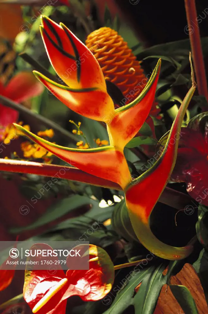 Beautiful Tropical bouquet flower arrangement with Heliconia and ginger