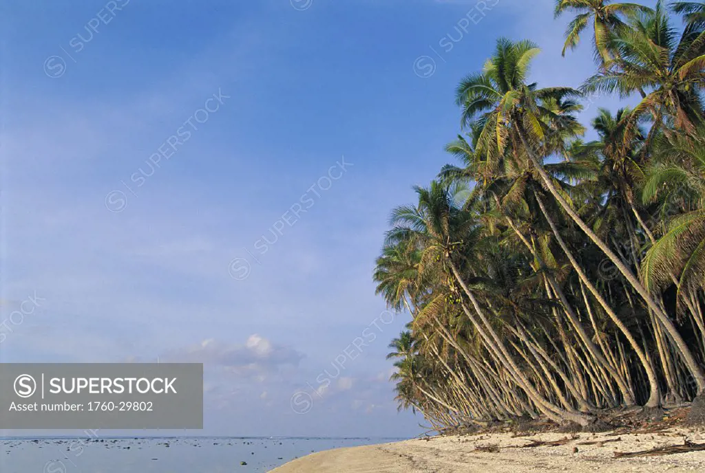 Micronesia Palau Tobi Island beach lined with palms, calm ocean shoreline Southwest Islands, West Pacific Ocean
