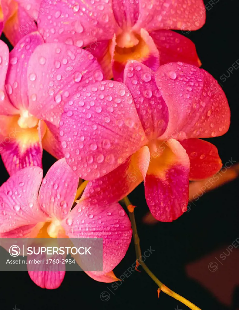 Closeup of purple vanda orchid flowers on plant, dew water droplets, studio C1664