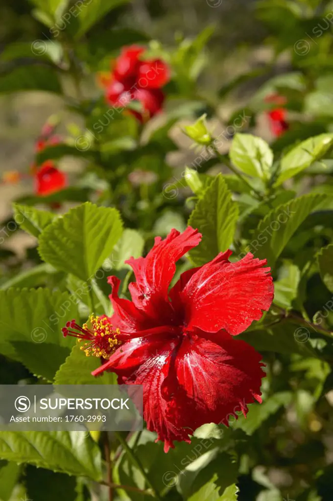 French Polyesia, Tahiti, Huahine, Focus on bright red hibiscus on flower bush