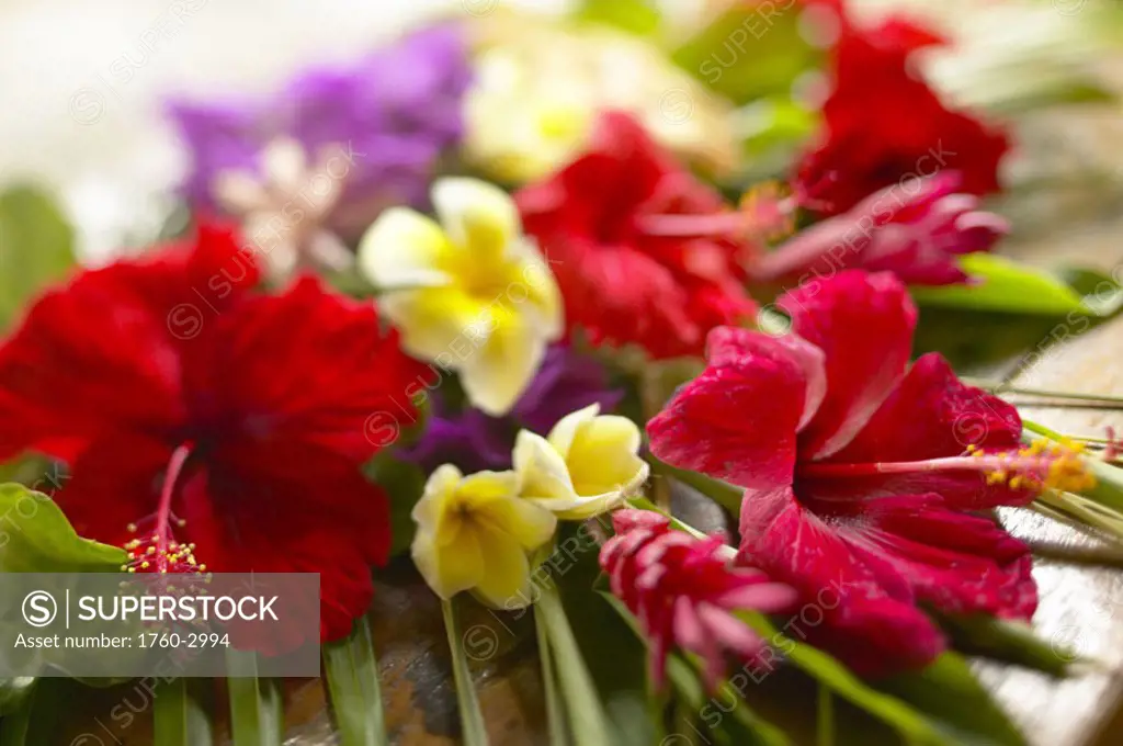 French Polyesia, Tahiti, Bora Bora, Beautiful bouquet of tropical flowers, selective focus
