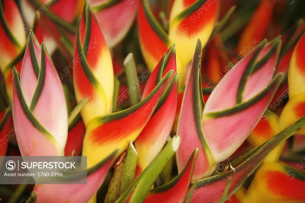 Hawaii, Big Island, Hilo, close-up of bunch of Heliconia