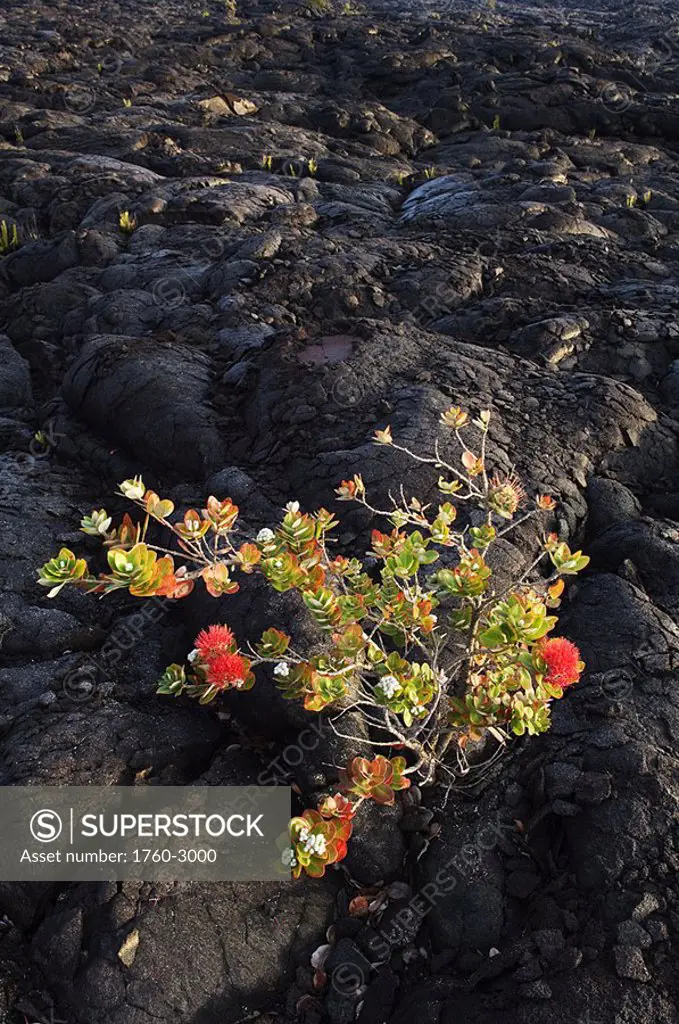 Hawaii, Big Island, Hawaii Volcanoes National Park, Chain of Craters Road, Ohi´a Lehua tree growing on Pahoehoe lava flow from Mauna Ulu eruption