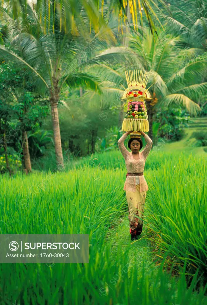 Indonesia, Bali, Local woman with offering atop her head walking through rice field ´NO MODEL RELEASE´