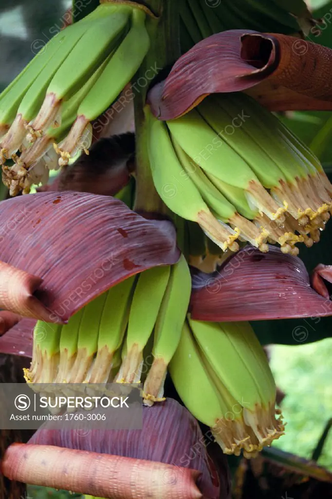Young bananas purple leaves, graphic shot           A57D