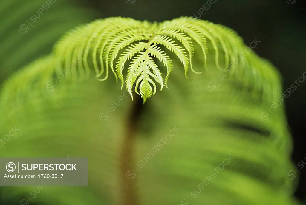 Hawaii, Big Island, Closeup of hapu´u fern tree fern tip