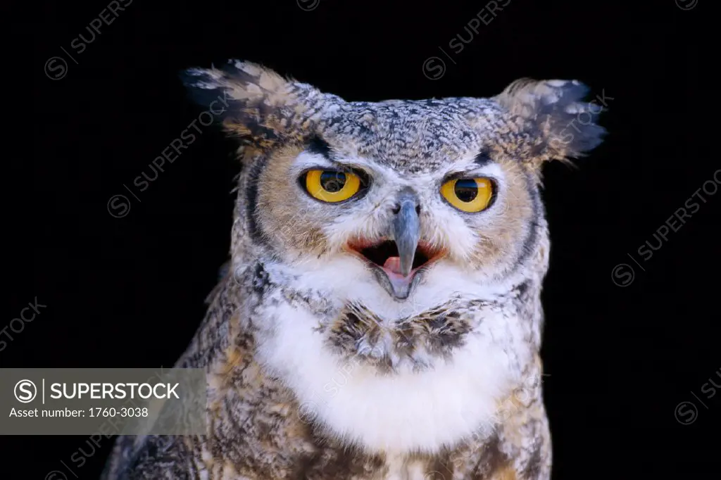 Great Horned Owl (Bubo virginianus) portrait B1660
