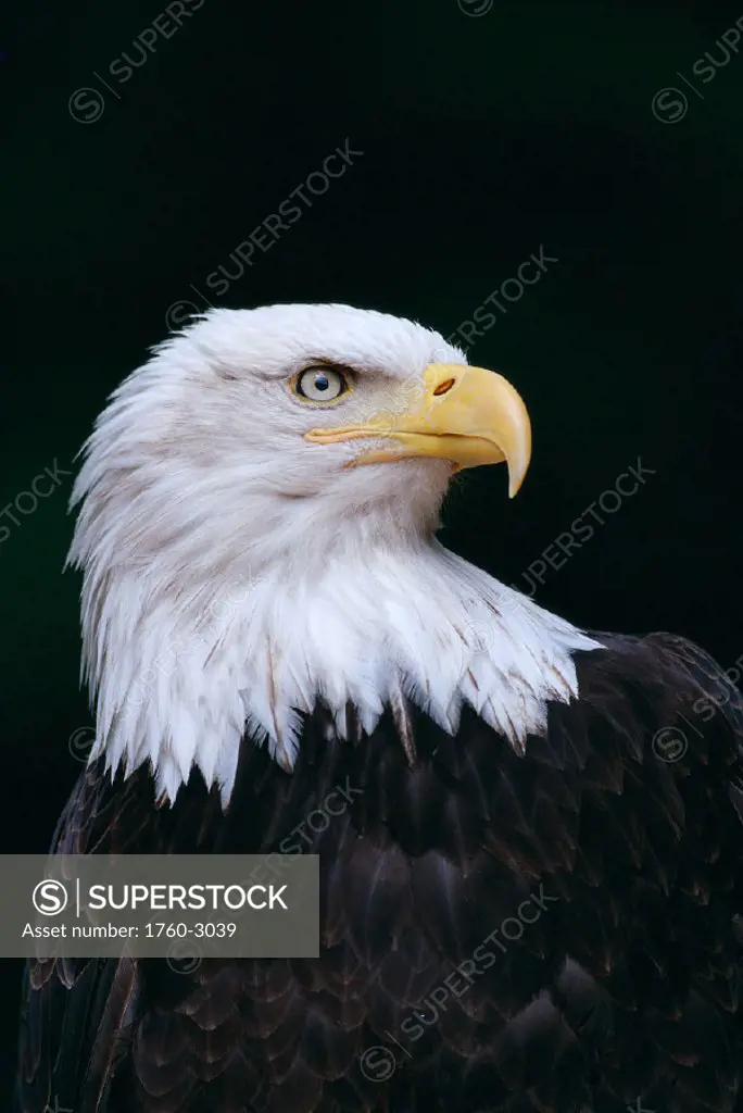 Alaska, Tongass NF, Bald Eagle closeup (Haliaeetus leucocephalus) portrait B1642